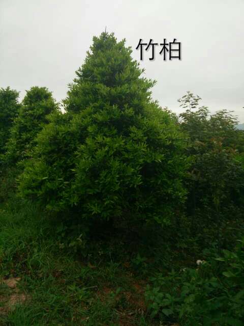 從一棵小苗到滿園翠色 竹柏在365園林網上的成長紀實